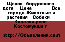 Щенок  бордоского  дога. › Цена ­ 60 000 - Все города Животные и растения » Собаки   . Карелия респ.,Костомукша г.